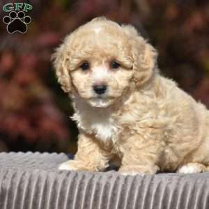 Lincoln, Bich-Poo Puppy